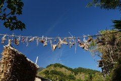 p1040696_tn