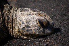 Big Island South
