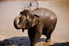 Elephant Sanctuary
