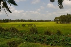 Mekong Delta