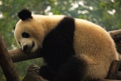 Panda's